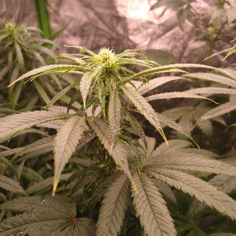 Think Fast growlog timeline photo