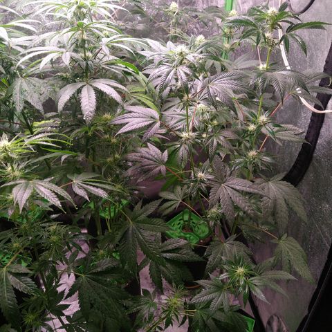 Think Fast growlog timeline photo