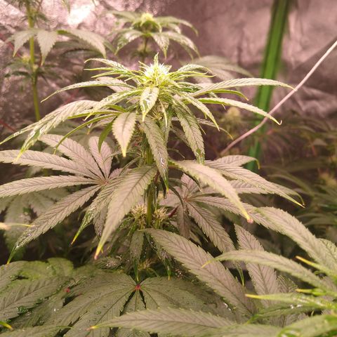 Think Fast growlog timeline photo