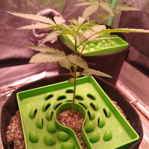 Jack 47 F1 Fast Version growlog timeline photo