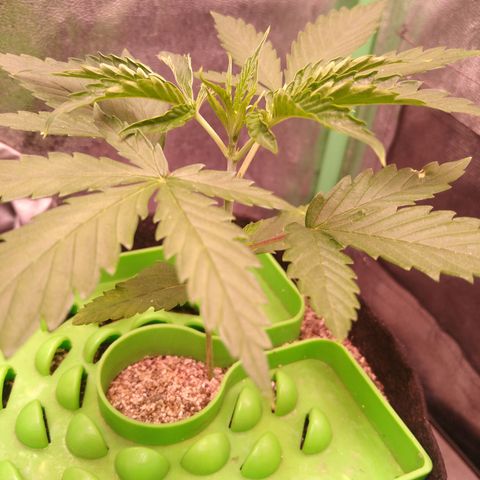 Jack 47 F1 Fast Version growlog timeline photo