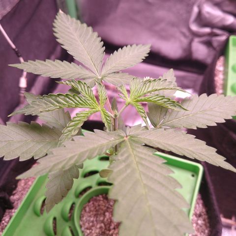 Jack 47 F1 Fast Version growlog timeline photo