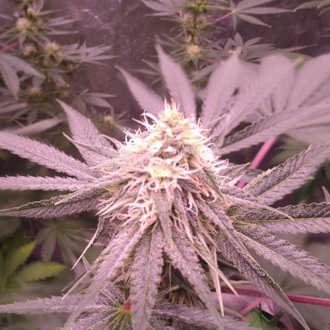 Think Fast growlog timeline photo