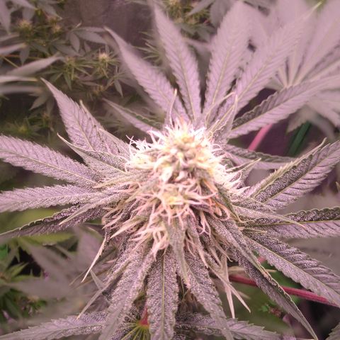 Think Fast growlog timeline photo