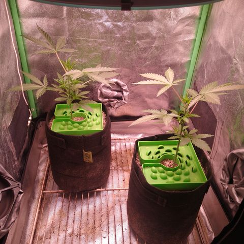 Jack 47 F1 Fast Version growlog timeline photo