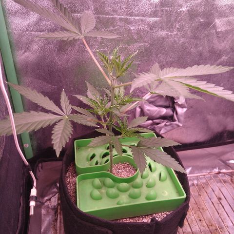 Jack 47 F1 Fast Version growlog timeline photo