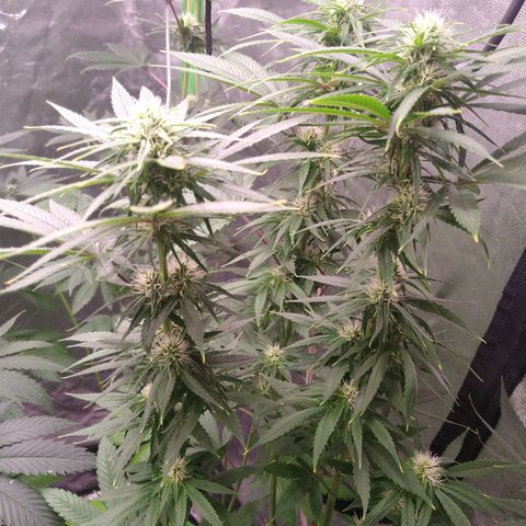 Think Fast growlog timeline photo