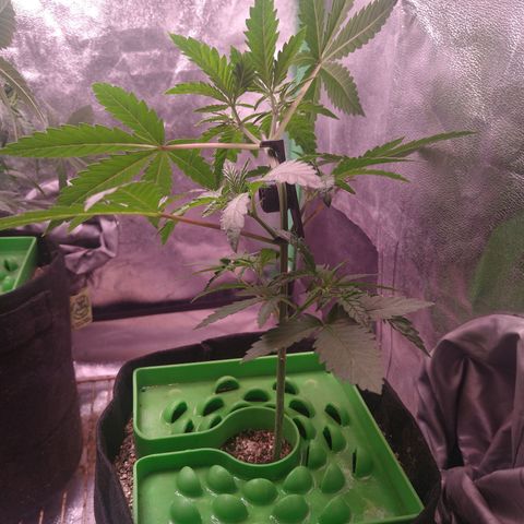 Jack 47 F1 Fast Version growlog timeline photo