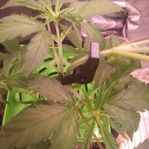 Jack 47 F1 Fast Version growlog timeline photo