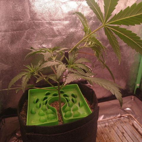 Jack 47 F1 Fast Version growlog timeline photo