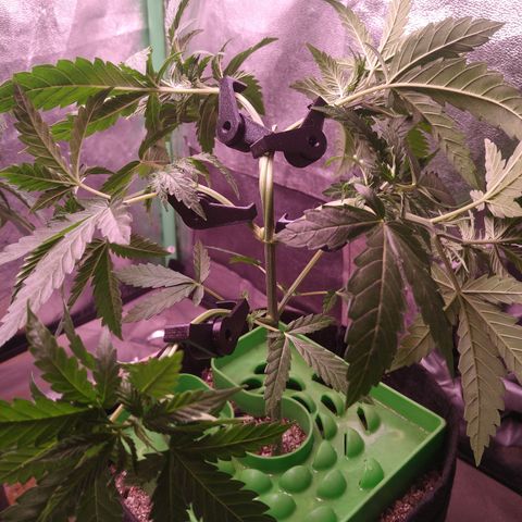 Jack 47 F1 Fast Version growlog timeline photo