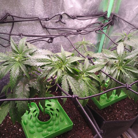 Jack 47 F1 Fast Version growlog timeline photo