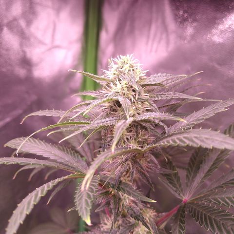 Think Fast growlog timeline photo