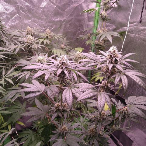 Think Fast growlog timeline photo