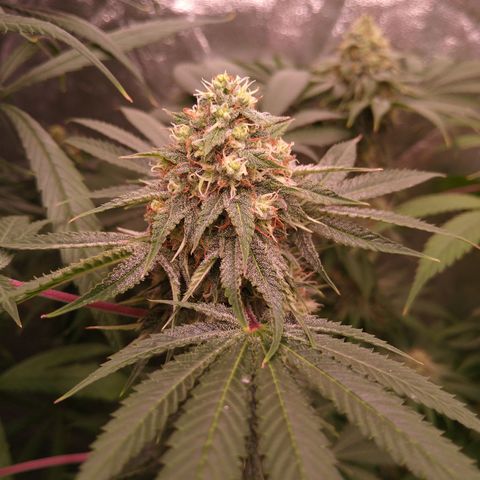 Think Fast growlog timeline photo