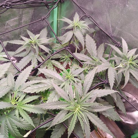 Jack 47 F1 Fast Version growlog timeline photo