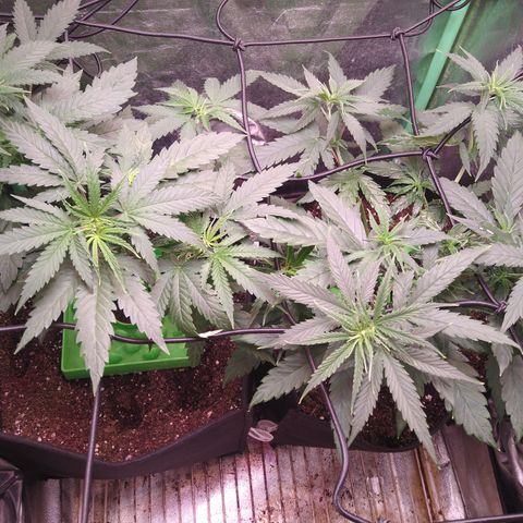 Jack 47 F1 Fast Version growlog timeline photo