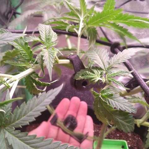 Jack 47 F1 Fast Version growlog timeline photo