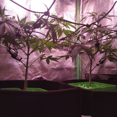 Jack 47 F1 Fast Version growlog timeline photo