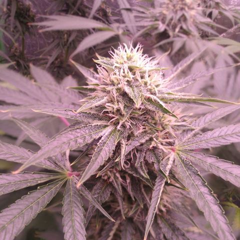 Think Fast growlog timeline photo