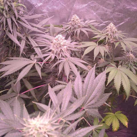 Think Fast growlog timeline photo