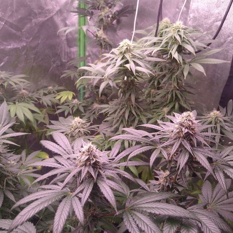 Think Fast growlog timeline photo