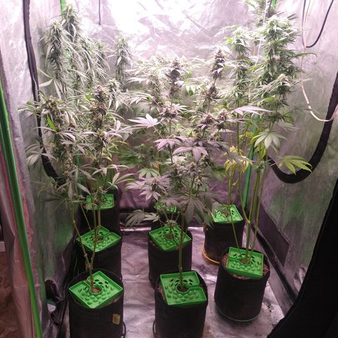 Think Fast growlog timeline photo