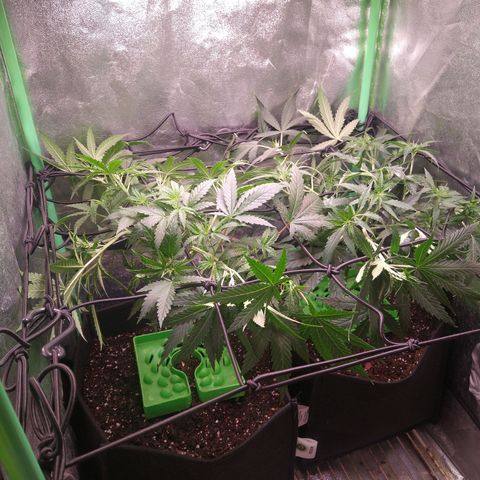 Jack 47 F1 Fast Version growlog timeline photo