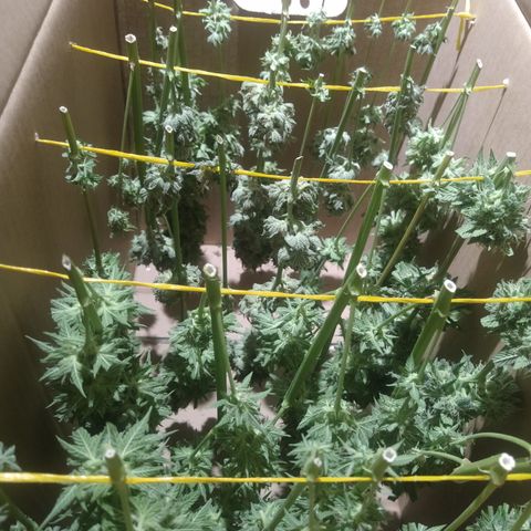 Think Fast growlog timeline photo