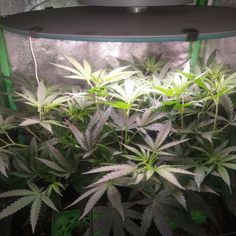 Jack 47 F1 Fast Version growlog timeline photo