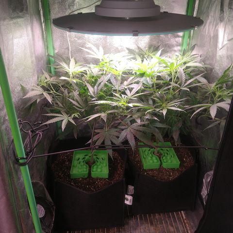 Jack 47 F1 Fast Version growlog timeline photo