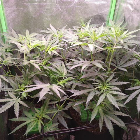 Jack 47 F1 Fast Version growlog timeline photo