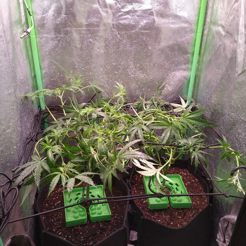 Jack 47 F1 Fast Version growlog timeline photo