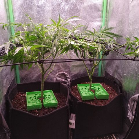 Jack 47 F1 Fast Version growlog timeline photo