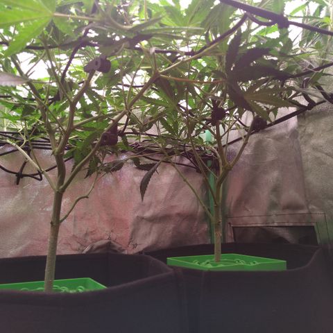 Jack 47 F1 Fast Version growlog timeline photo