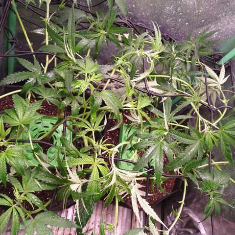 Jack 47 F1 Fast Version growlog timeline photo