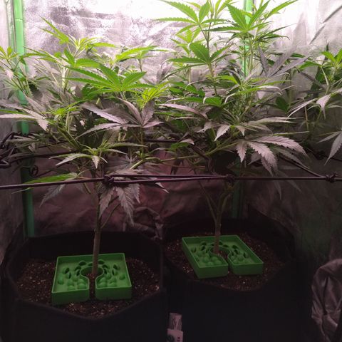 Jack 47 F1 Fast Version growlog timeline photo