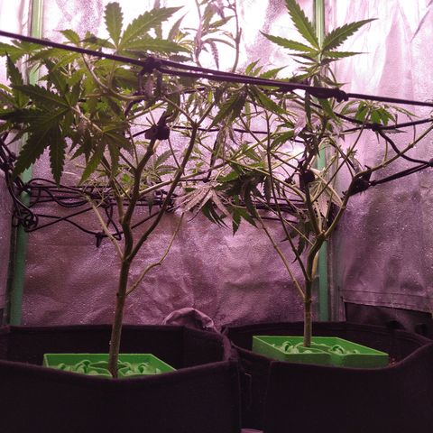 Jack 47 F1 Fast Version growlog timeline photo