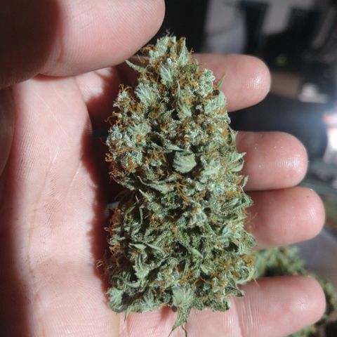 Think Fast growlog timeline photo