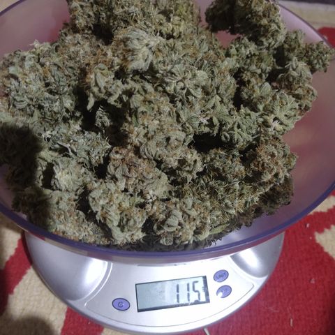 Think Fast growlog timeline photo