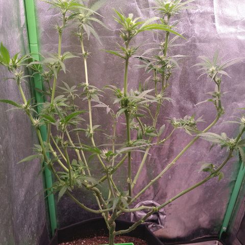 Jack 47 F1 Fast Version growlog timeline photo