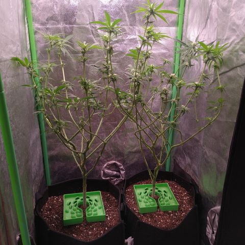 Jack 47 F1 Fast Version growlog timeline photo