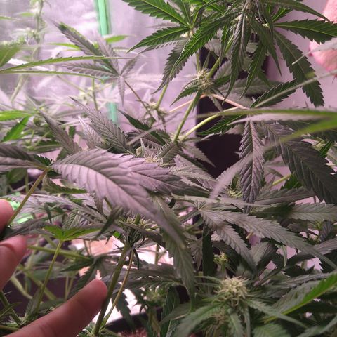 Jack 47 F1 Fast Version growlog timeline photo