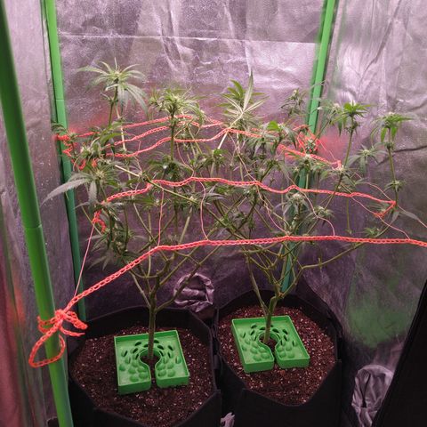 Jack 47 F1 Fast Version growlog timeline photo