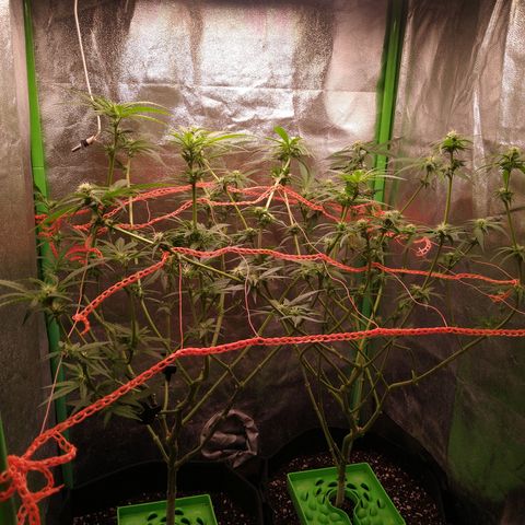 Jack 47 F1 Fast Version growlog timeline photo