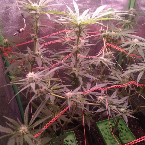 Jack 47 F1 Fast Version growlog timeline photo