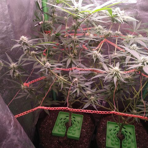 Jack 47 F1 Fast Version growlog timeline photo