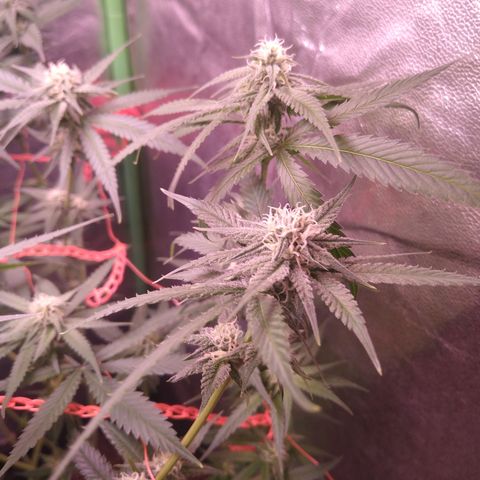 Jack 47 F1 Fast Version growlog timeline photo