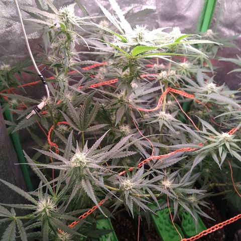 Jack 47 F1 Fast Version growlog timeline photo