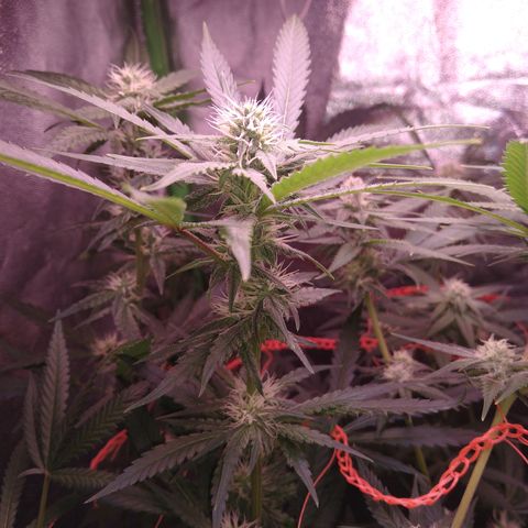Jack 47 F1 Fast Version growlog timeline photo